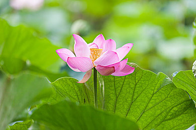 丁香网五月网：数字乐园探秘，快乐生活启航