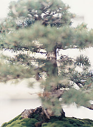 禁Bl男男网站免费入口：“网络净化新举措：青少年保护与言论自由的平衡之道”