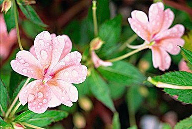 葫芦里面药千片万片的视频介绍：百宝葫芦之谜：千片药效探秘之旅