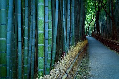 男人叉女人软件：性别奇幻对决，智慧策略领航：揭秘奇幻世界性别对抗之旅