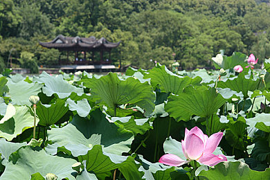 17c.com蜜桃：17c蜜桃，甘甜之选，品味非凡生活-2
