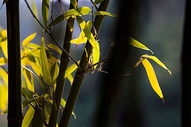 花季传煤黄：青春奋斗映煤城，黄冈矿工谱写传奇篇章-4