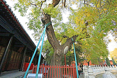 免费看打扑克的视频软件：免费看打扑克视频软件走红：便捷娱乐引发行业思考与社会关注-4