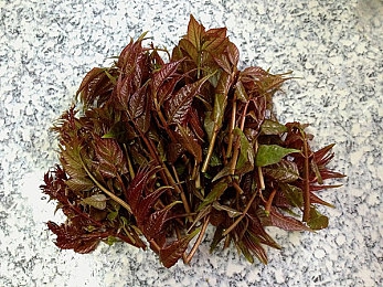 wyc忘忧草la：抗疫旋律传温暖，Wyc《忘忧草la》点燃心灵之光-3