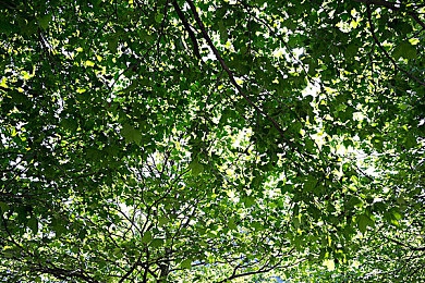 totakkahayakirguz77777的背景：梦幻视界，个性定制，尽在指尖流转-2