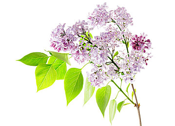 99re热：快节奏生活，平衡之道，探寻身心和谐之旅-4