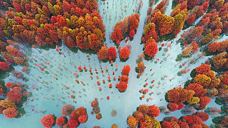 张柏芝殖器十二图：张柏芝涉嫌侵权风波：揭秘“十二图”事件真相，网络隐私保护引热议-2