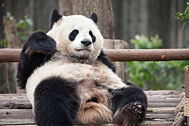色情黄色软件下载：屏幕背后：揭秘色情软件下载的诱惑与风险-2