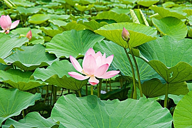 蜜芽2722永不失联：信息枢纽守护者：蜜芽2722，稳如磐石，永不失联-2