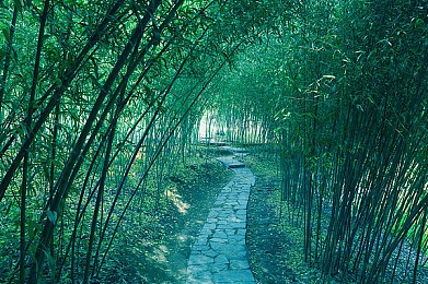 久久青草视频：短视频新纪元，创新潮流，魅力无限，挑战互动乐趣-2