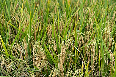 四虎最新网名更新：网络四虎换名风云，江湖格局再起波澜-3